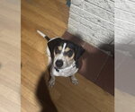 Skip - Male Beagle-Unknown Mix Dog for Adoption - Small photo