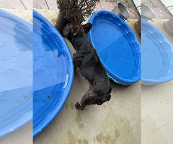 Medium Photo #2 French Bulldog Puppy For Sale in Dumont, NJ, USA
