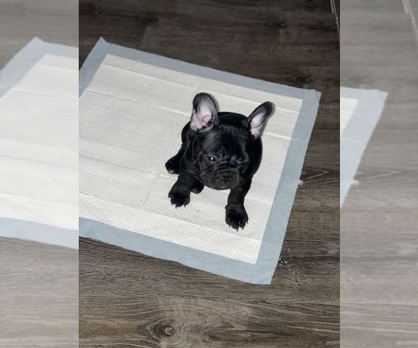 Medium Photo #4 French Bulldog Puppy For Sale in FLINT, MI, USA