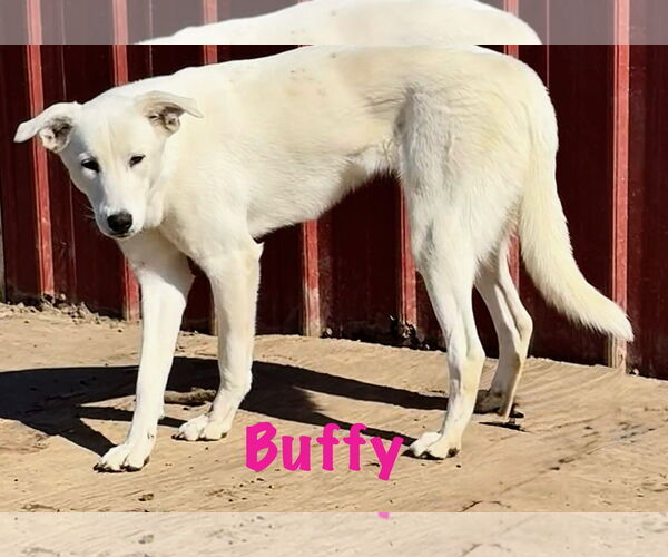 Medium Photo #2 Great Pyrenees-Unknown Mix Puppy For Sale in Croydon, NH, USA