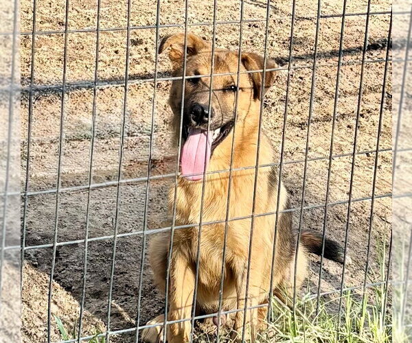 Medium Photo #2 Golden Shepherd Puppy For Sale in Holly Hill, SC, USA