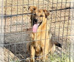 Small #1 Golden Shepherd
