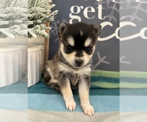 Alaskan Klee Kai Puppy for sale in WILLIAMSBURG, OH, USA