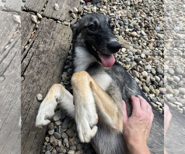Medium Photo #5 German Shepherd Dog-Unknown Mix Puppy For Sale in Woodsfield, OH, USA