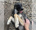 Small #4 German Shepherd Dog Mix
