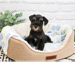 Small #8 Schnauzer (Miniature)