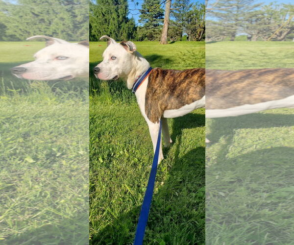 Medium Photo #17 American Pit Bull Terrier-Unknown Mix Puppy For Sale in Germantown, OH, USA