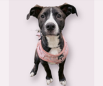 Small #1 Labrador Retriever Mix