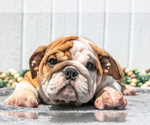 Small #7 English Bulldog