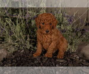 Poodle (Standard) Puppy for sale in MERCED, CA, USA