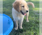 Small Photo #4 Golden Retriever Puppy For Sale in EDWARDSBURG, MI, USA
