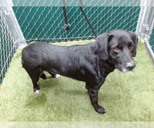 Medium Photo #1 Labrador Retriever-Unknown Mix Puppy For Sale in Downey, CA, USA