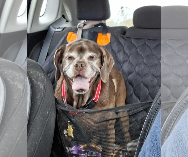 Medium Photo #10 Box-a-Pug Puppy For Sale in Burnsville, MN, USA