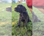 Puppy Hot mamared Cane Corso