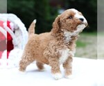 Small #3 Cavapoo