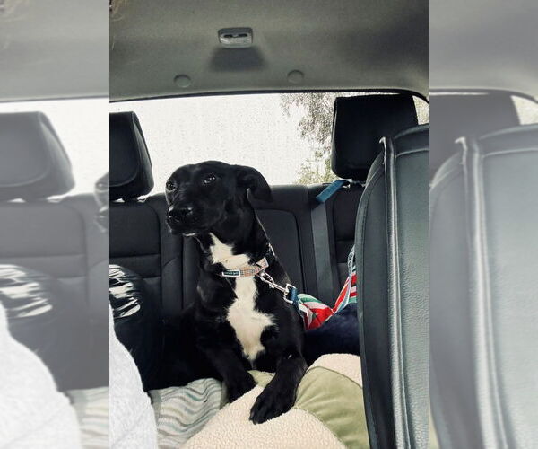 Medium Photo #4 Labrador Retriever-Unknown Mix Puppy For Sale in Lake Forest, CA, USA