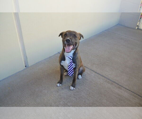 Medium Photo #3 Labrador Retriever-Unknown Mix Puppy For Sale in McKinney, TX, USA