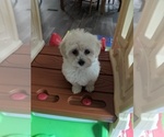 Small Photo #4 Maltese-Poodle (Toy) Mix Puppy For Sale in SPENCER, TN, USA