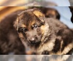 Small #4 German Shepherd Dog
