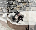 Small Photo #7 Boston Terrier Puppy For Sale in LYNNWOOD, WA, USA