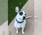 Small #2 American Pit Bull Terrier Mix