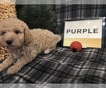 Small #12 Goldendoodle