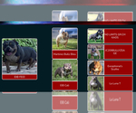 Small #17 American Bully