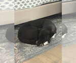 Small #3 Labrador Retriever Mix