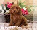 Small #9 Cavapoo