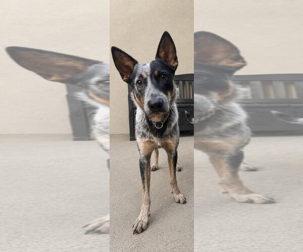 Medium Photo #2 Mutt Puppy For Sale in Menifee, CA, USA