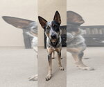 Small #1 Mutt