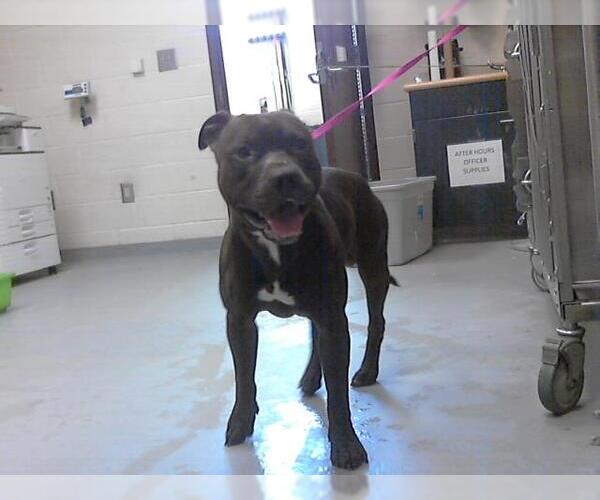 Medium Photo #1 American Pit Bull Terrier Puppy For Sale in Fayetteville, NC, USA