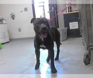 Medium American Pit Bull Terrier