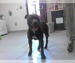 Small American Pit Bull Terrier