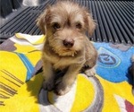 Small Photo #2 Schnauzer (Miniature) Puppy For Sale in BRYANT, AL, USA