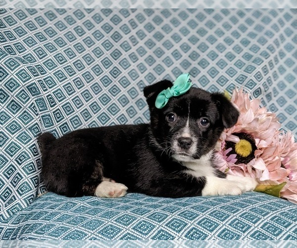 Medium Photo #5 Pembroke Welsh Corgi Puppy For Sale in ELKTON, MD, USA