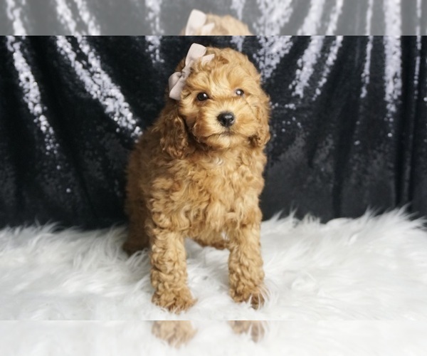 Medium Photo #78 Poodle (Toy) Puppy For Sale in WARSAW, IN, USA