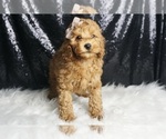 Small Photo #78 Poodle (Toy) Puppy For Sale in WARSAW, IN, USA