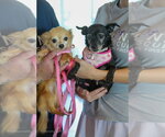 Small #6 Chihuahua Mix