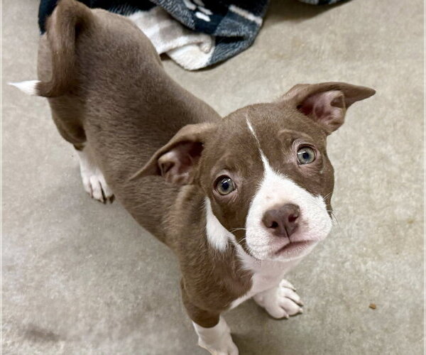 Medium Photo #1 Pug-Staffordshire Bull Terrier Mix Puppy For Sale in Cave Creek, AZ, USA