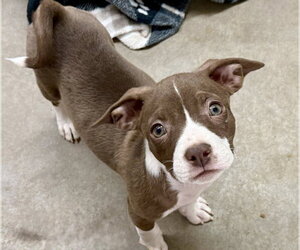 Pug-Staffordshire Bull Terrier Mix Dogs for adoption in Cave Creek, AZ, USA