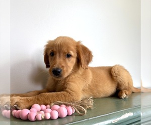 Golden Retriever Puppy for sale in INDIANAPOLIS, IN, USA