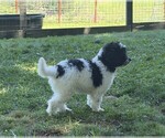 Small Photo #108 Aussiedoodle Puppy For Sale in ASHEVILLE, NC, USA