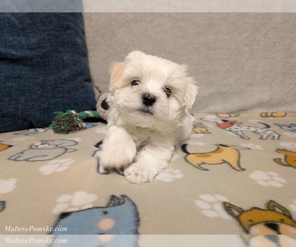 Medium Photo #11 Maltese Puppy For Sale in OCALA, FL, USA