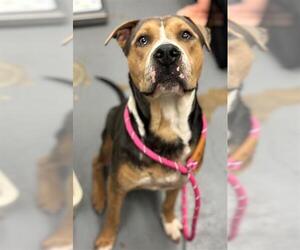 American Pit Bull Terrier-Unknown Mix Dogs for adoption in Peoria, IL, USA