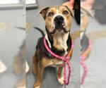 Small American Pit Bull Terrier Mix