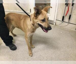 German Shepherd Dog-Unknown Mix Dogs for adoption in Riverside, CA, USA