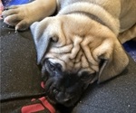 Small #1 Boerboel