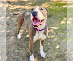 Small Photo #2 American Pit Bull Terrier Puppy For Sale in Aurora, CO, USA