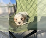 Small #6 Poodle (Toy)